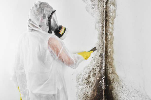 Best Office Mold Removal Services  in Wakeeney, KS