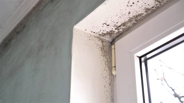 Reliable Wakeeney, KS Mold Removal Solutions