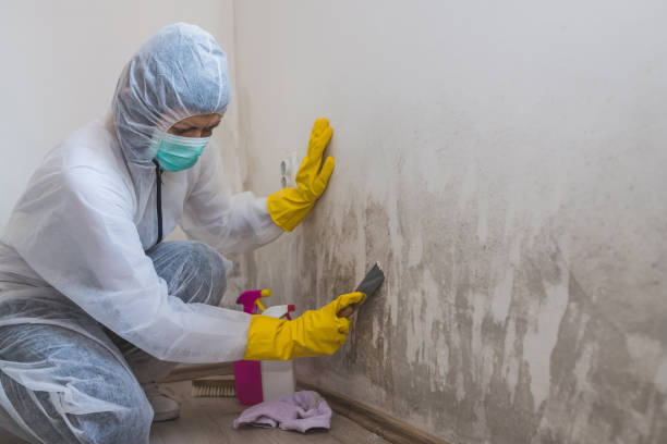Best Best Mold Removal Companies  in Wakeeney, KS