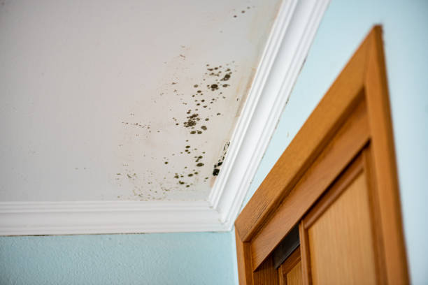 Best Mold Testing and Removal  in Wakeeney, KS