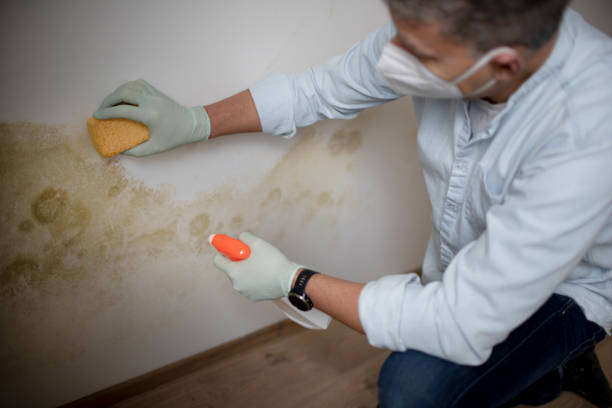 Best Mold Removal Near Me  in Wakeeney, KS