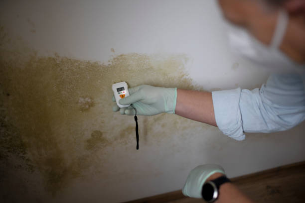 Office Mold Removal Services in Wakeeney, KS