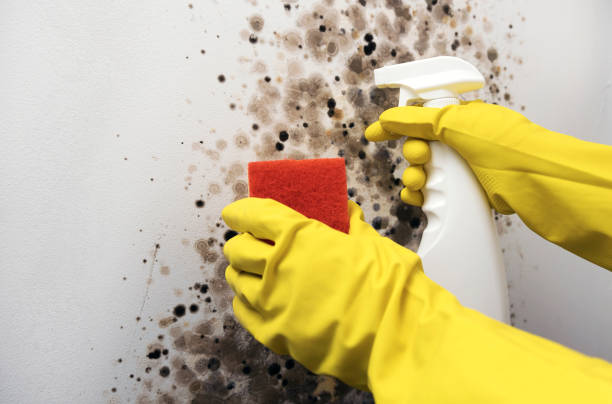 Best Mold Damage Repair  in Wakeeney, KS