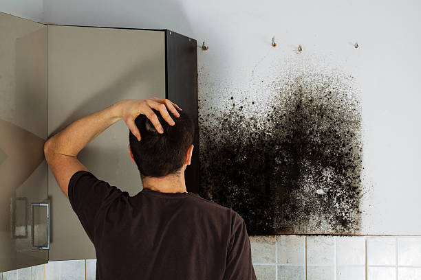 Best Same-Day Mold Removal  in Wakeeney, KS