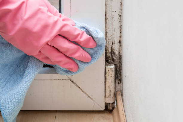 Home Mold Removal in Wakeeney, KS